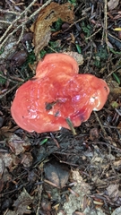Russula peckii