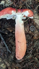 Russula peckii