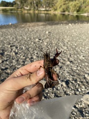 Procambarus clarkii