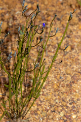 Dampiera juncea