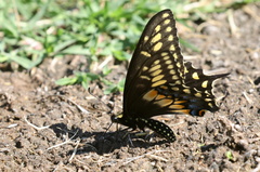 Papilio polyxenes rudkini