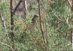 Leiothlypis virginiae