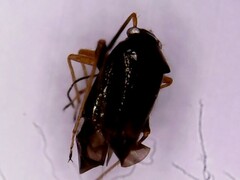 Halticini