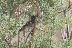 Leiothlypis virginiae