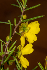 Hibbertia exasperata