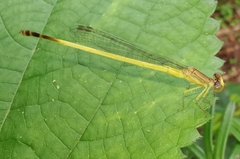 Ceriagrion fallax