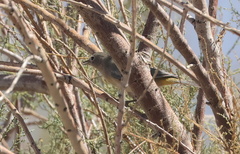 Leiothlypis virginiae