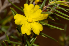 Hibbertia exasperata