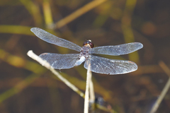 Erythrodiplax basifusca