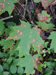 Acericecis ocellaris