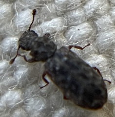 Zebitoma