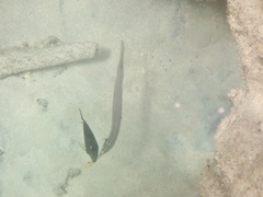 Aulostomus chinensis