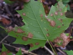 Acericecis ocellaris