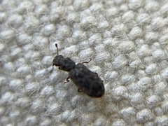 Zebitoma