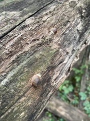 Reticularia splendens