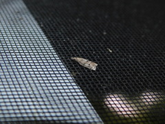 Platynota idaeusalis