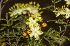 Phebalium tuberculosum