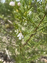 Prostanthera nivea