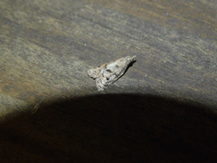 Platynota idaeusalis