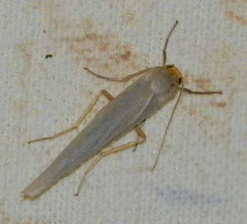 Scarce Footman Moth photo 5