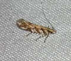 Aristotelia roseosuffusella