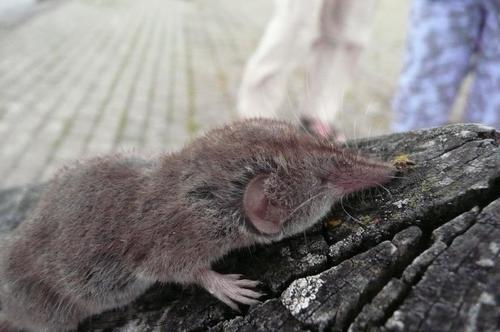 Greater White-toothed Shrew, Schiermonnikoog - Jachthaven, photo 10 of 10