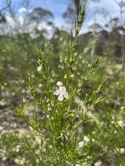 Prostanthera nivea