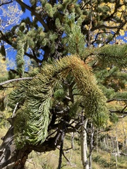 Pinus aristata