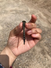 Phanogomphus spicatus