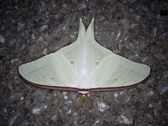Actias aliena aliena