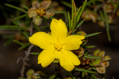 Hibbertia exasperata