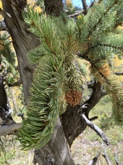 Pinus aristata