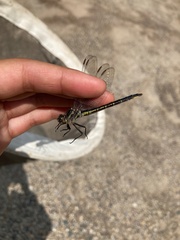 Phanogomphus spicatus