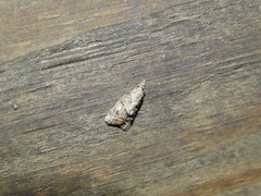 Platynota idaeusalis