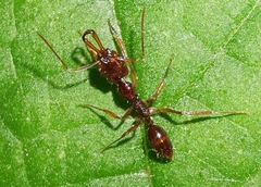 Anochetus