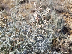 Artemisia longifolia