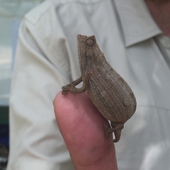 Rieppeleon kerstenii