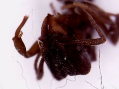 Cyphomyrmex