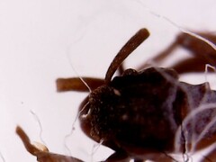 Cyphomyrmex