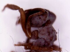 Cyphomyrmex