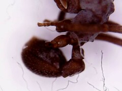 Cyphomyrmex