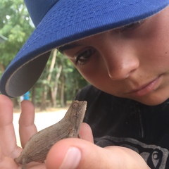 Rieppeleon kerstenii