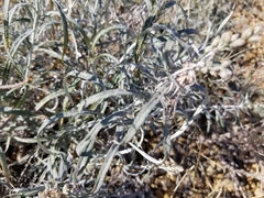 Artemisia longifolia