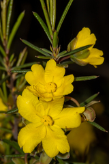 Hibbertia exasperata