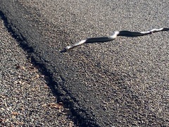 Pseudechis australis