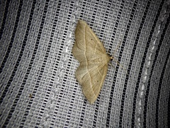 Rhynchobapta cervinaria