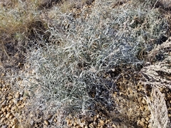 Artemisia longifolia