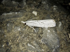 Chrysoteuchia distinctellus