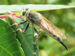Promachus vertebratus