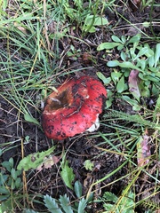 Russula cremoricolor